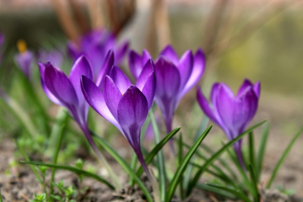 fiori zafferano Navelli