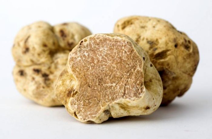 tartufo bianco pregiato abruzzo