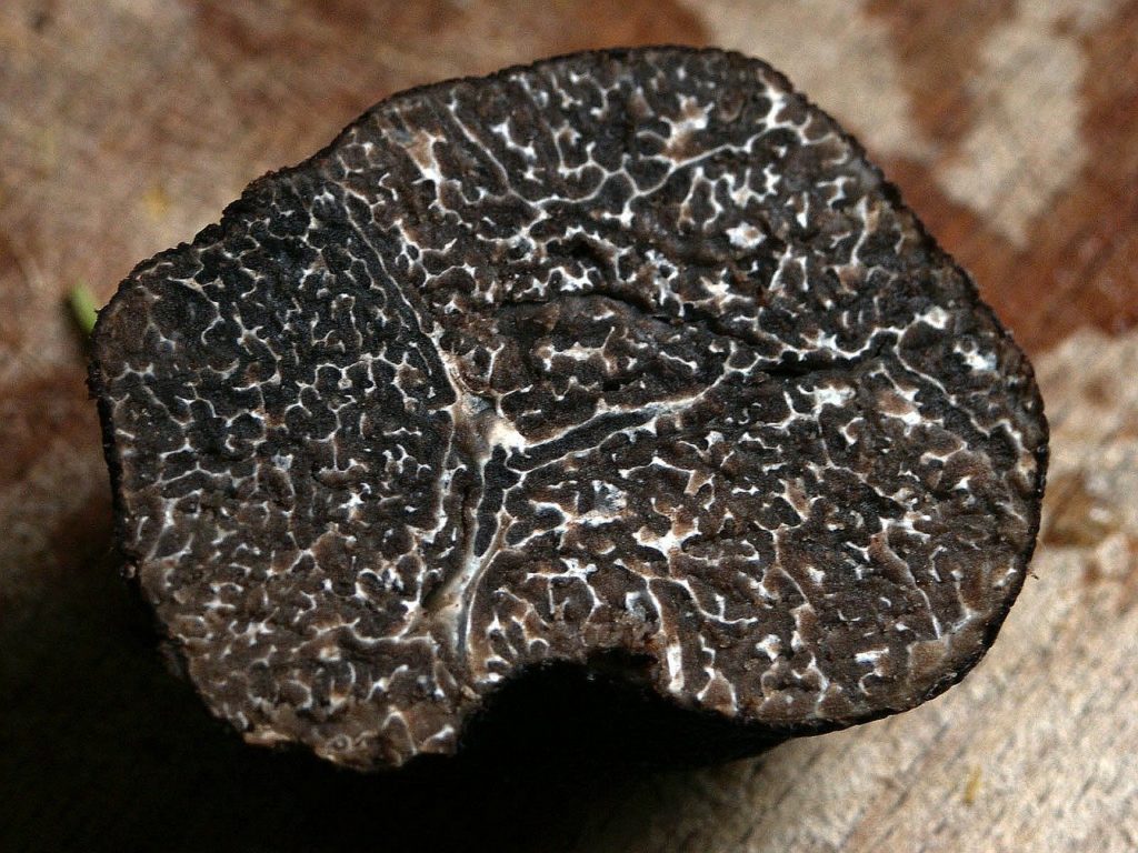 tartufo nero invernale abruzzo